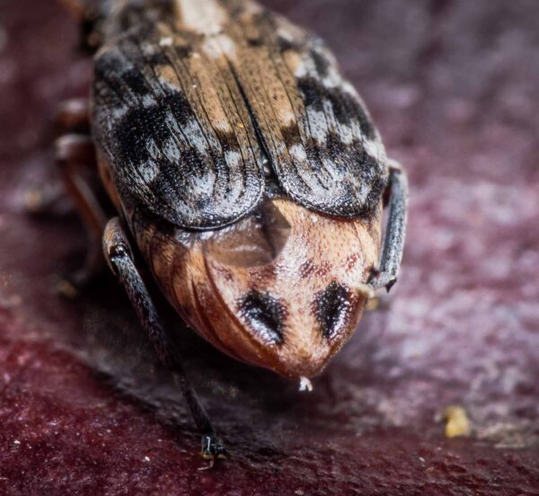 2020-03-26 - Residenzia - HolyHalla - Asiatischer Gleditschien-Samenkäfer