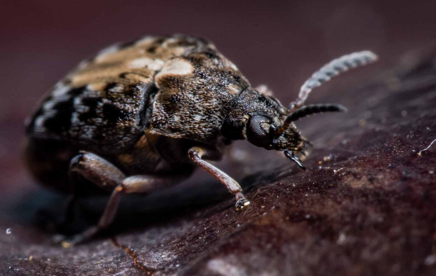 2020-03-26 - Residenzia - HolyHalla - Asiatischer Gleditschien-Samenkäfer