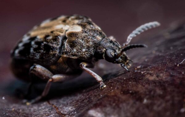 2020-03-26 - Residenzia - HolyHalla - Asiatischer Gleditschien-Samenkäfer