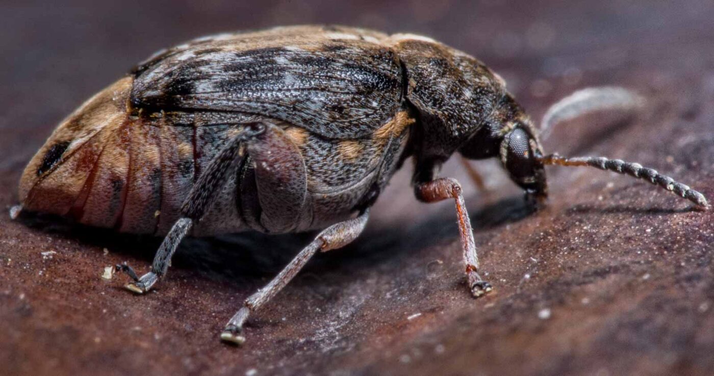 2020-03-26 - Residenzia - HolyHalla - Asiatischer Gleditschien-Samenkäfer