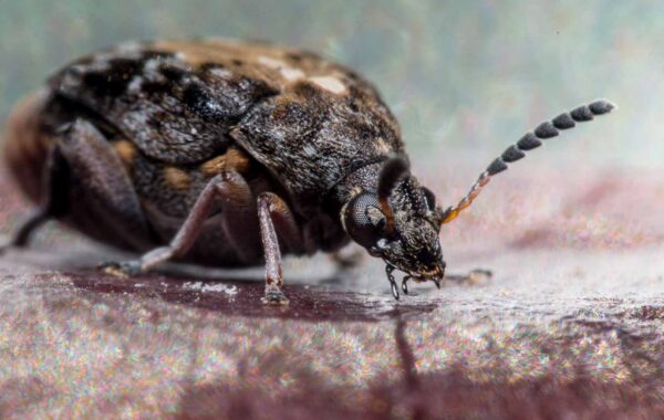 2020-03-26 - Residenzia - HolyHalla - Asiatischer Gleditschien-Samenkäfer