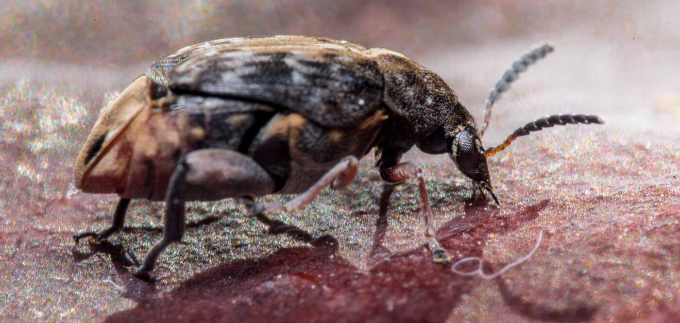 2020-03-26 - Residenzia - HolyHalla - Asiatischer Gleditschien-Samenkäfer