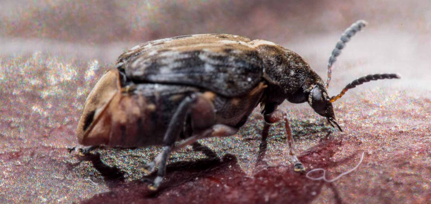 2020-03-26 - Residenzia - HolyHalla - Asiatischer Gleditschien-Samenkäfer