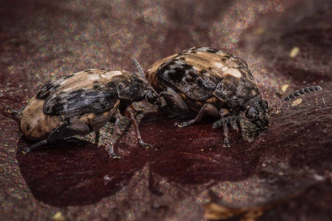 2020-03-26 - Residenzia - HolyHalla - Asiatischer Gleditschien-Samenkäfer