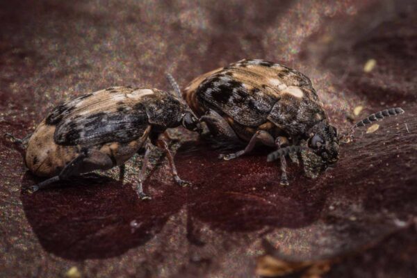 2020-03-26 - Residenzia - HolyHalla - Asiatischer Gleditschien-Samenkäfer