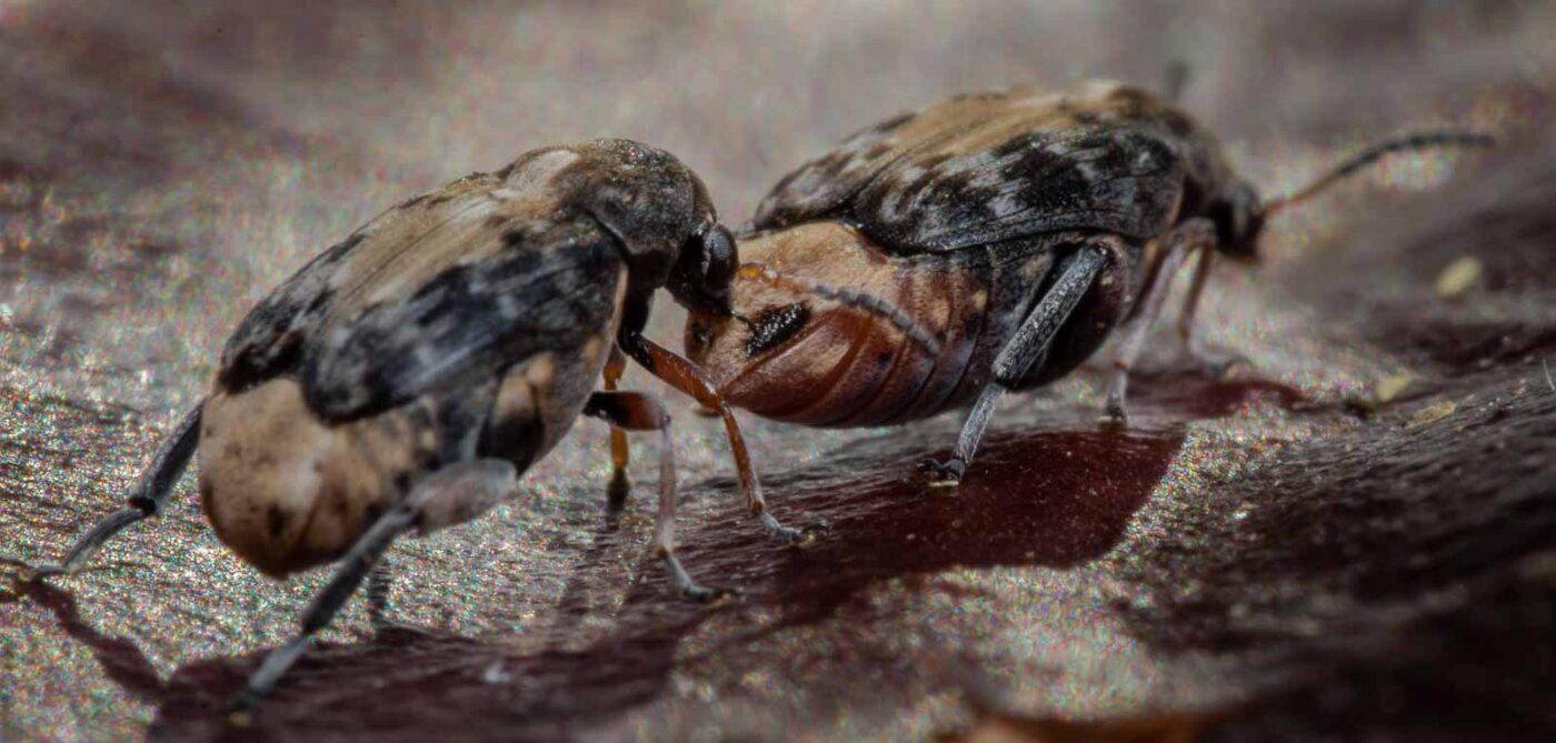 2020-03-26 - Residenzia - HolyHalla - Asiatischer Gleditschien-Samenkäfer