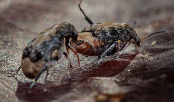 2020-03-26 - Residenzia - HolyHalla - Asiatischer Gleditschien-Samenkäfer