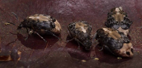 2020-03-26 - Residenzia - HolyHalla - Asiatischer Gleditschien-Samenkäfer