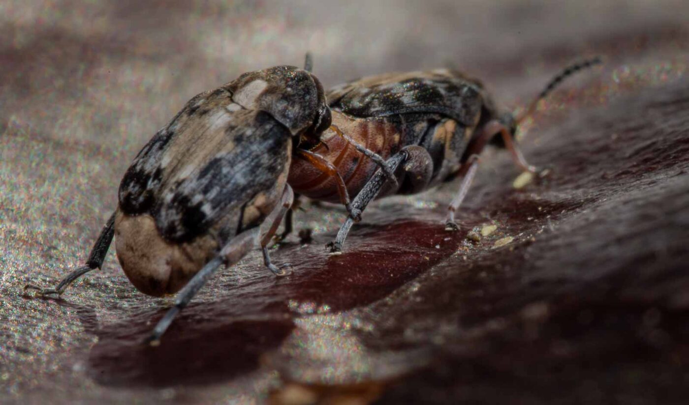 2020-03-26 - Residenzia - HolyHalla - Asiatischer Gleditschien-Samenkäfer