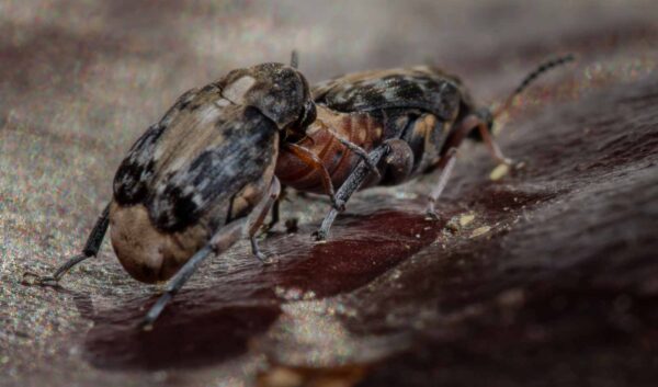 2020-03-26 - Residenzia - HolyHalla - Asiatischer Gleditschien-Samenkäfer