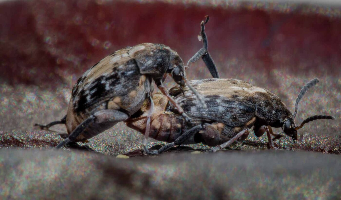 2020-03-26 - Residenzia - HolyHalla - Asiatischer Gleditschien-Samenkäfer