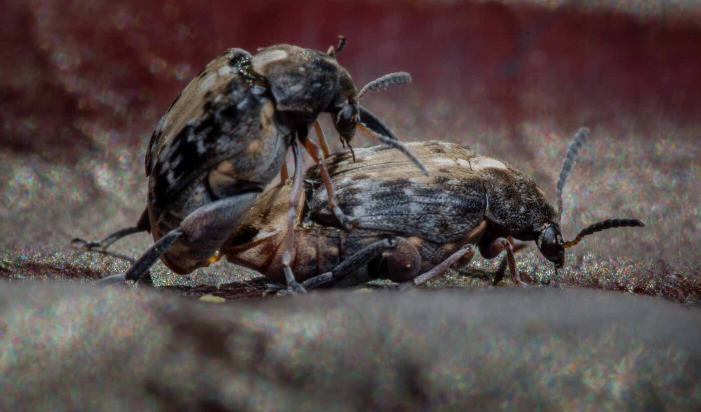 2020-03-26 - Residenzia - HolyHalla - Asiatischer Gleditschien-Samenkäfer