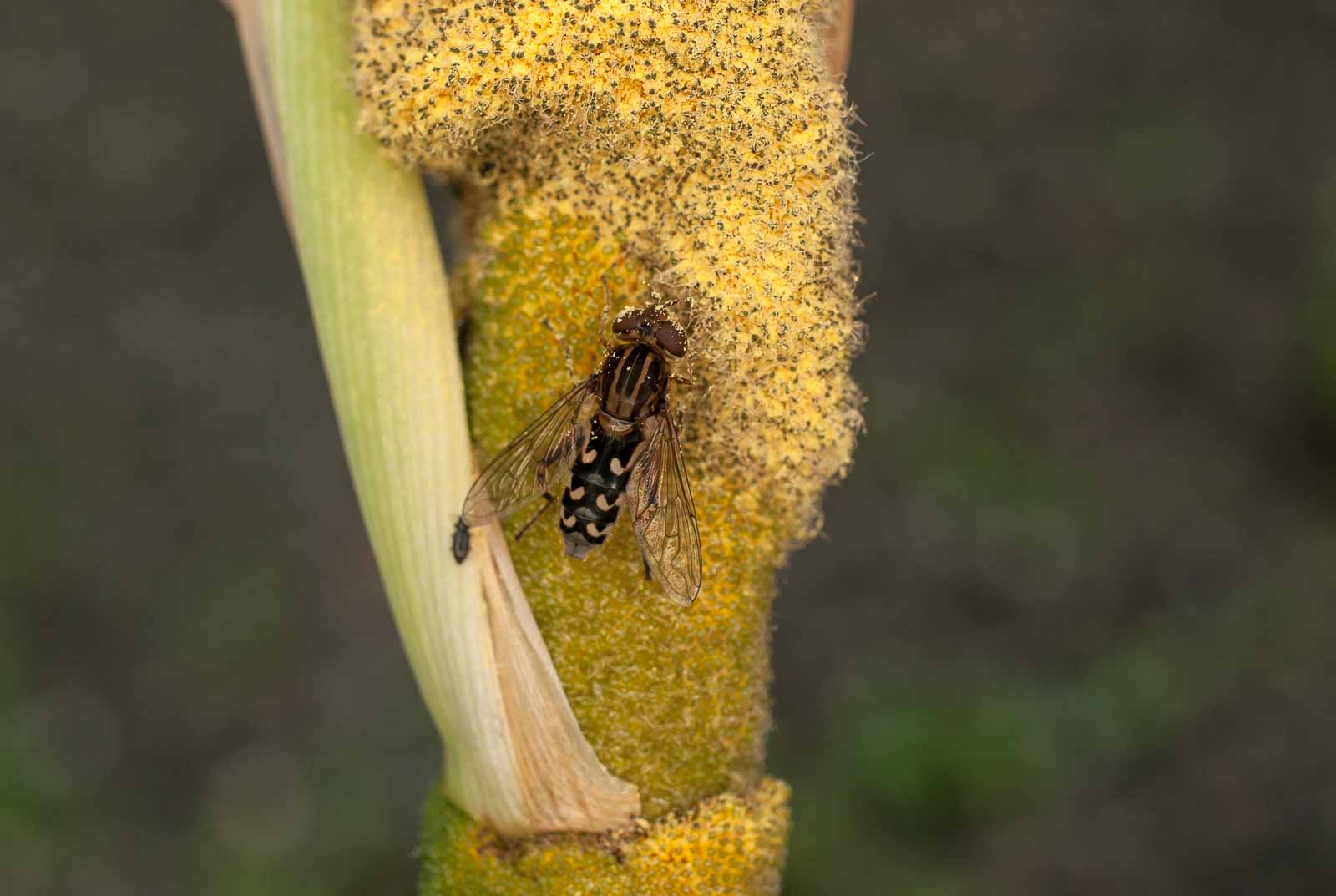 °anasimyia contracta°