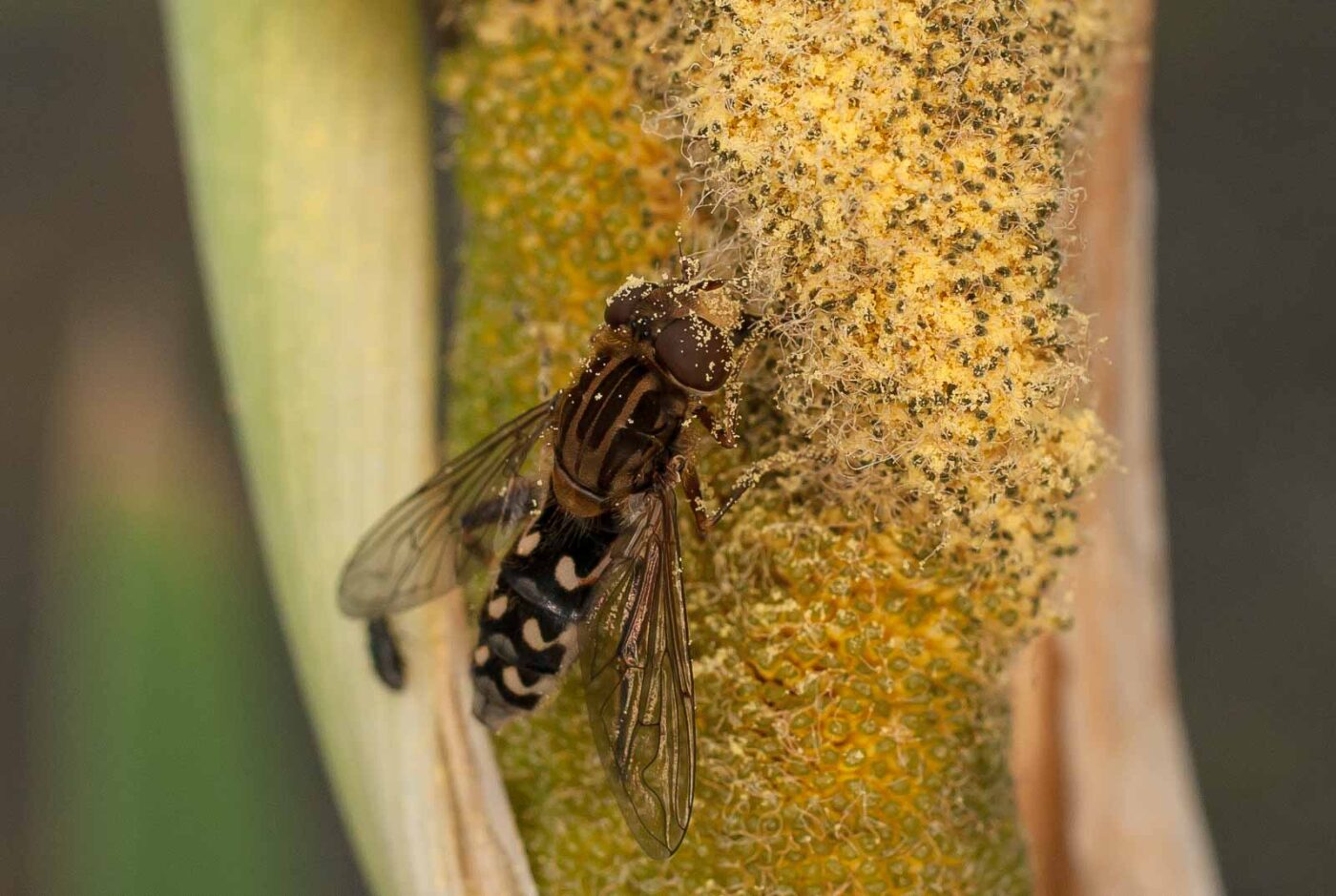 2017-05-28 - NSG Halde Pluto-Wilhelm HER-Wanne