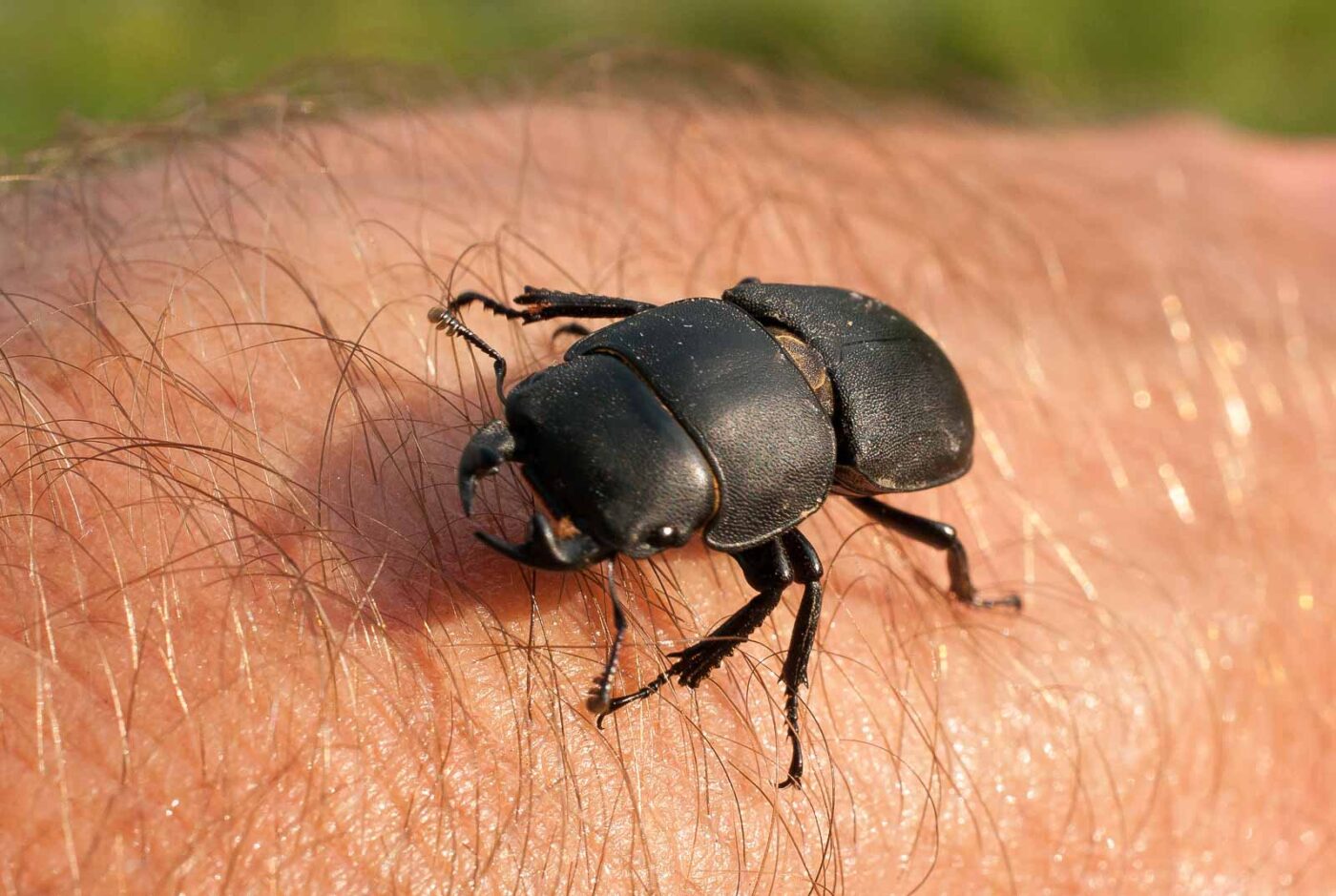 2017-05-28 - NSG Halde Pluto-Wilhelm HER-Wanne