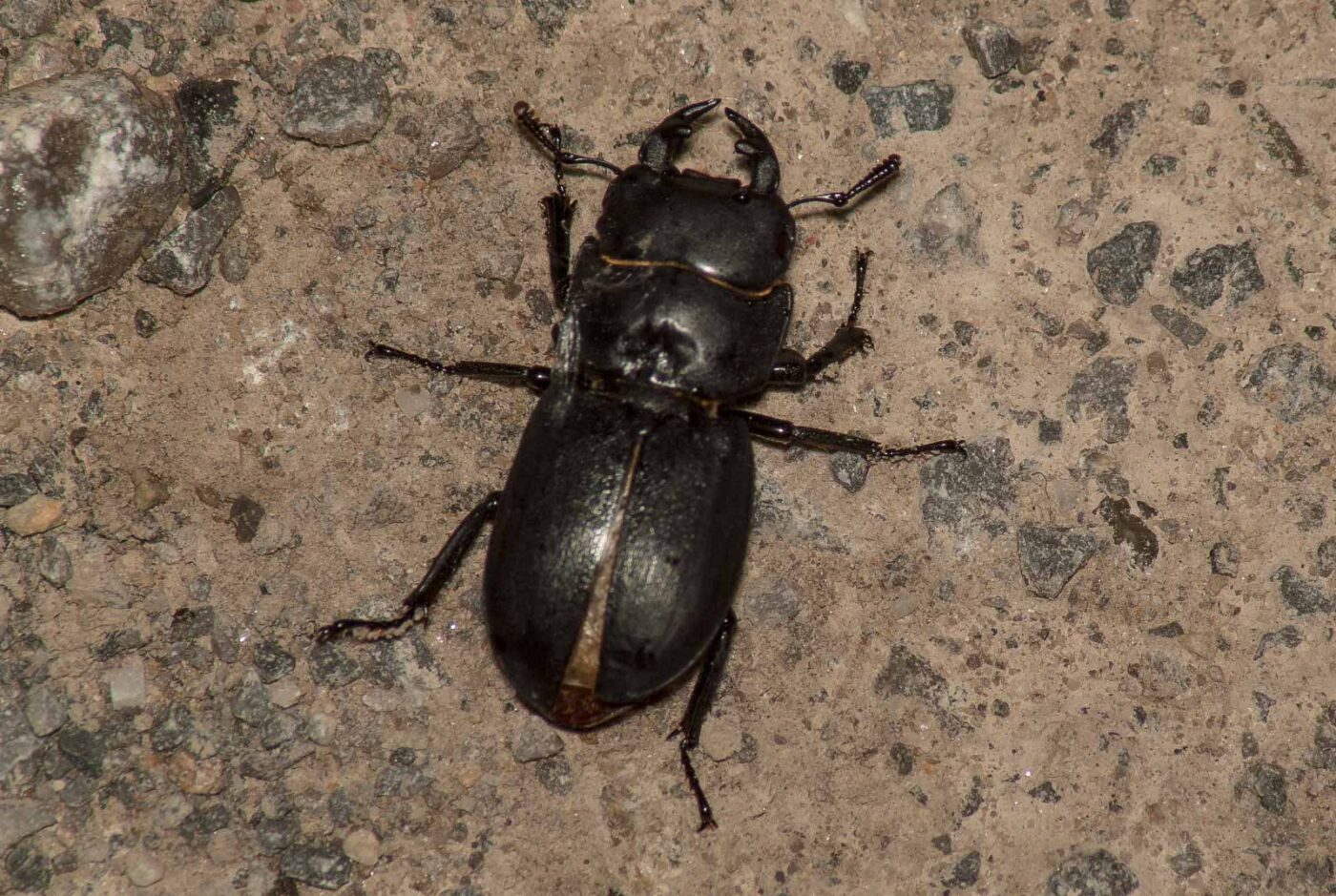 2017-05-28 - NSG Halde Pluto-Wilhelm HER-Wanne