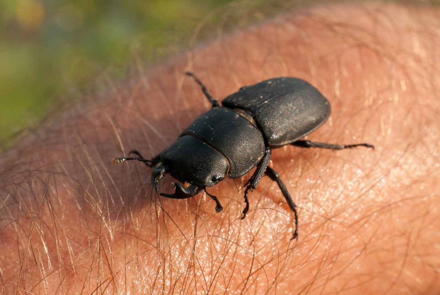 2017-05-28 - NSG Halde Pluto-Wilhelm HER-Wanne