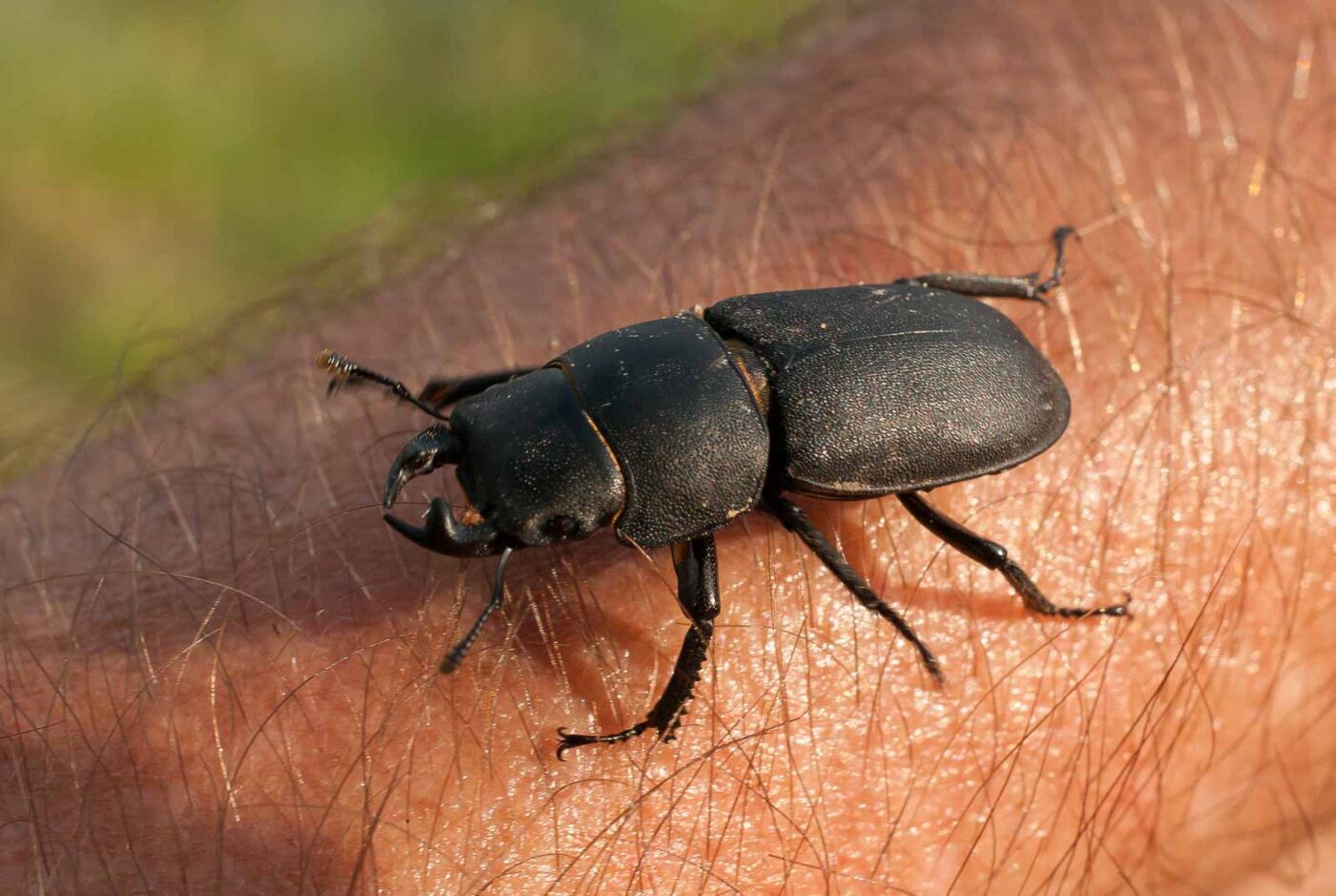 2017-05-28 - NSG Halde Pluto-Wilhelm HER-Wanne