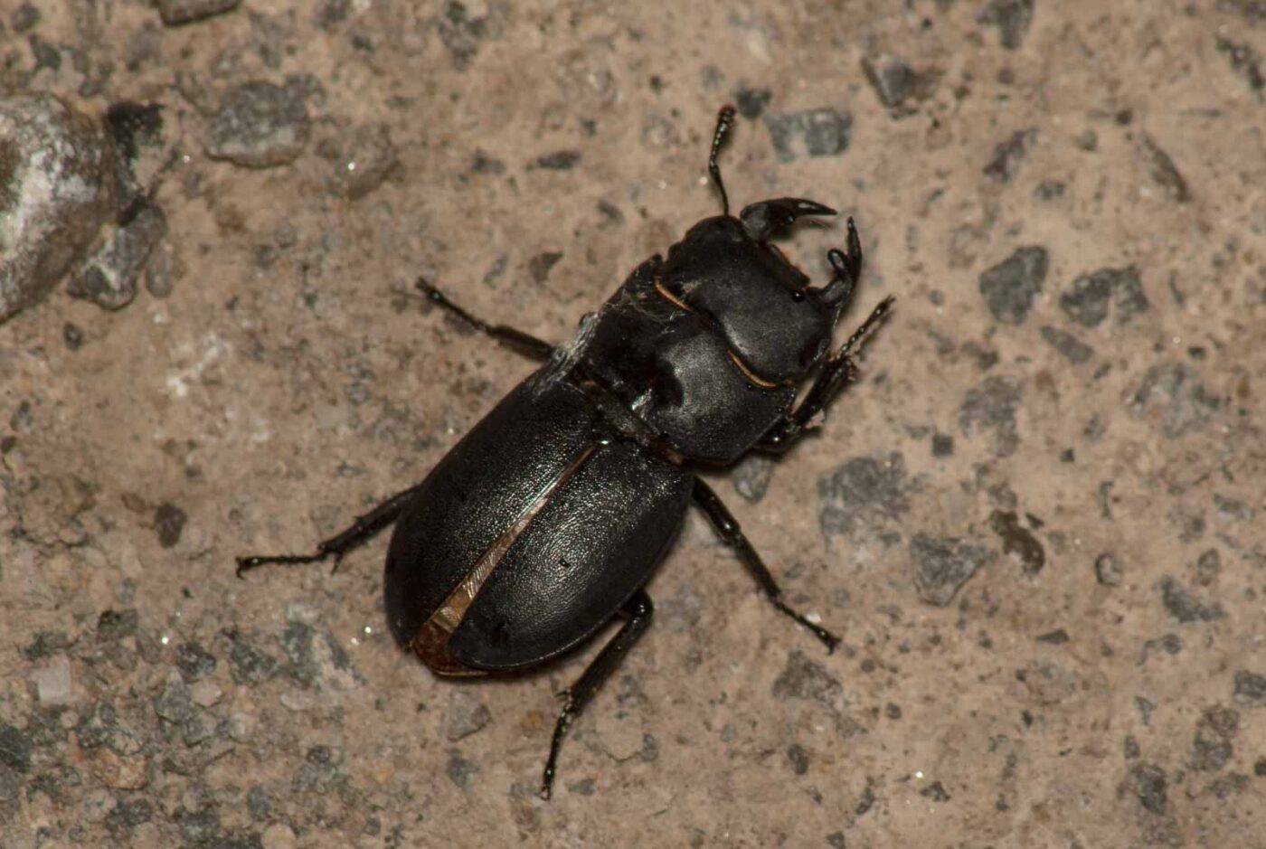 2017-05-28 - NSG Halde Pluto-Wilhelm HER-Wanne