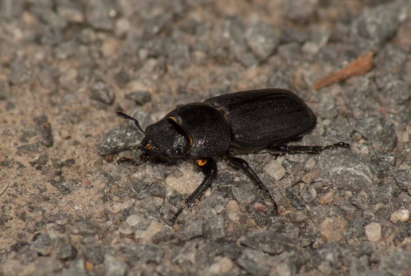 2017-05-28 - NSG Halde Pluto-Wilhelm HER-Wanne