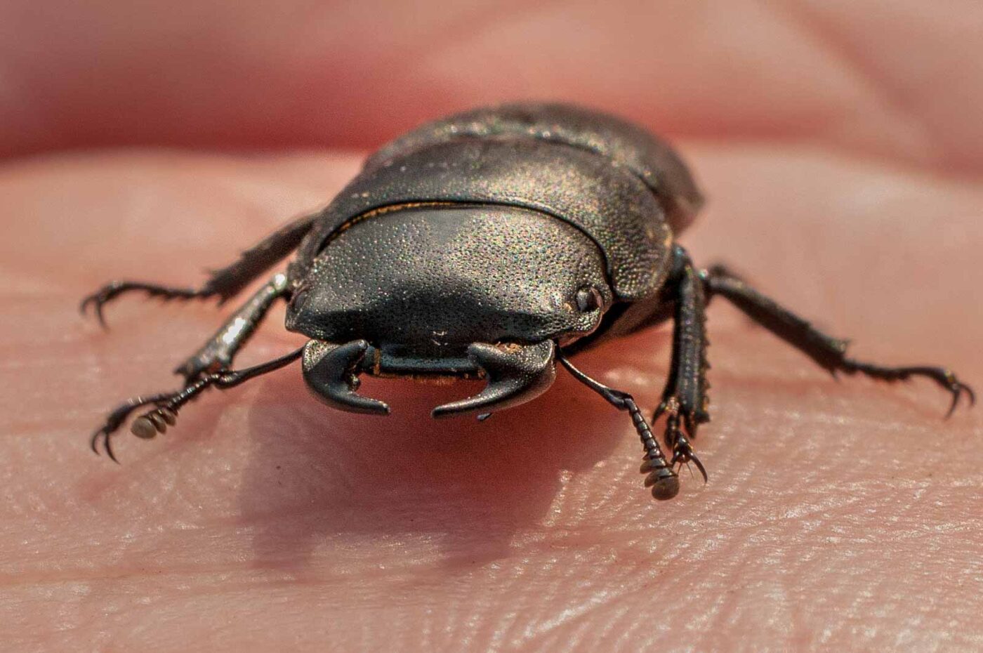 2017-05-28 - NSG Halde Pluto-Wilhelm HER-Wanne