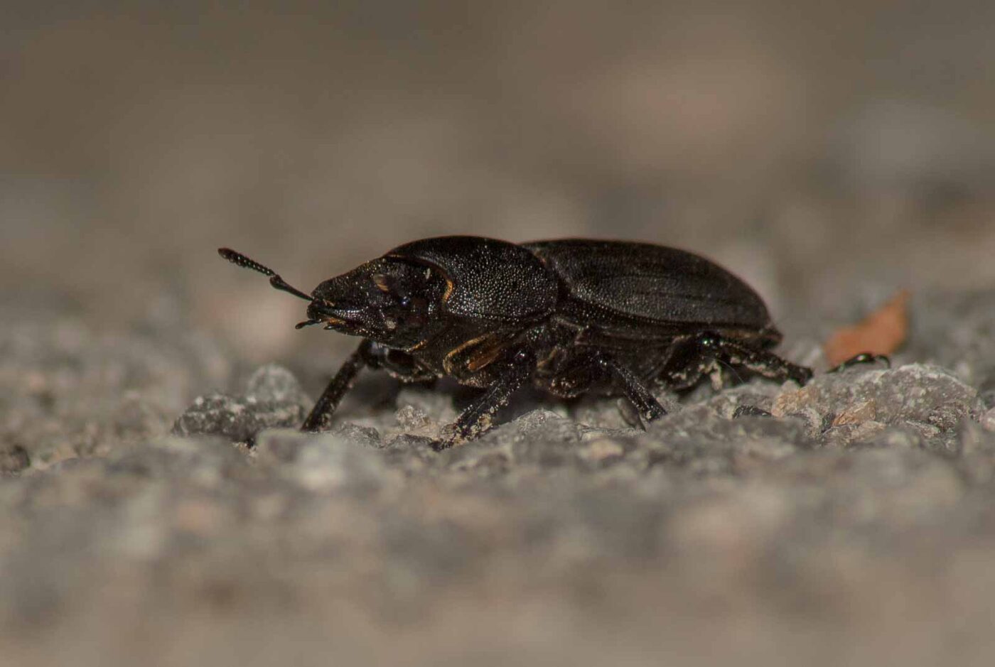 2017-05-28 - NSG Halde Pluto-Wilhelm HER-Wanne