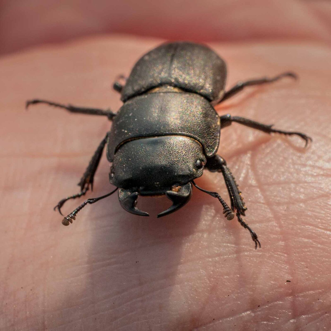 2017-05-28 - NSG Halde Pluto-Wilhelm HER-Wanne