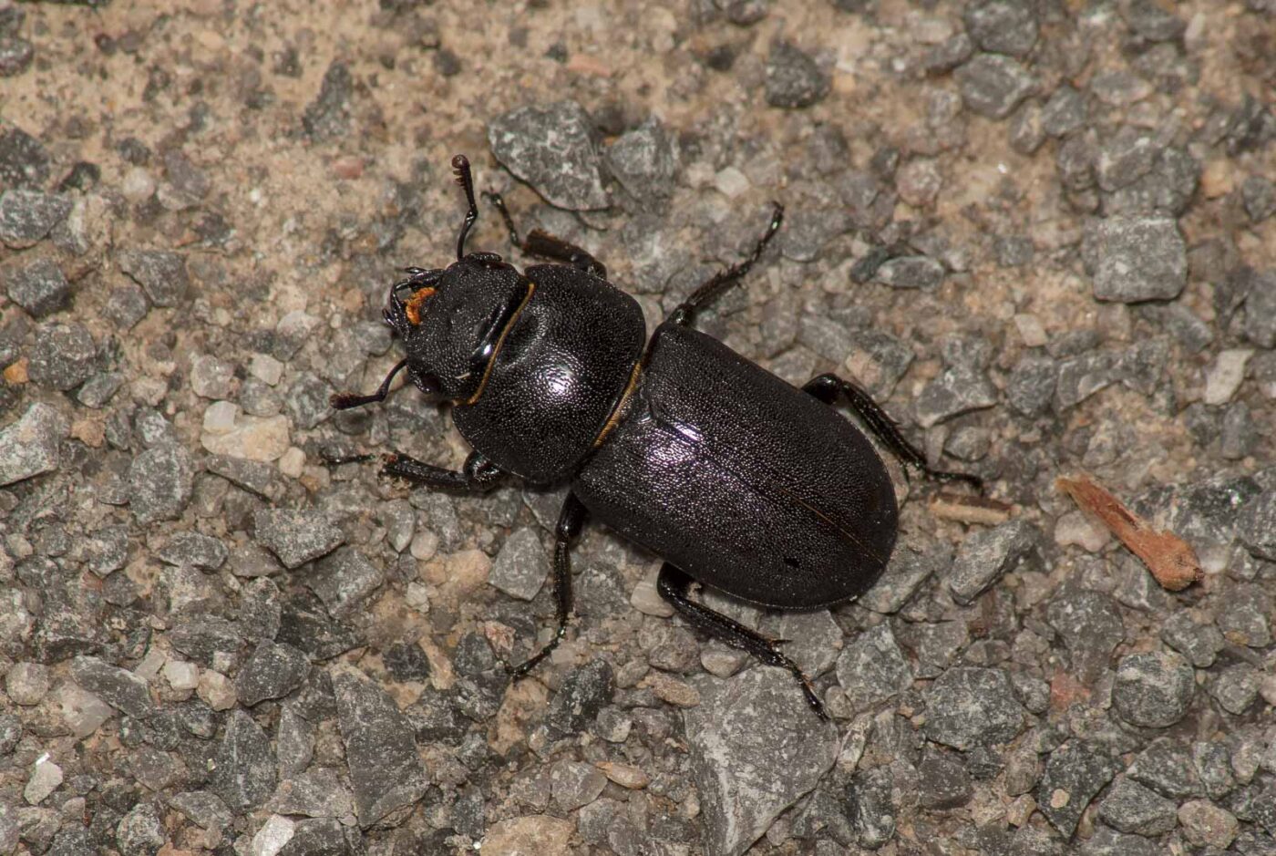 2017-05-28 - NSG Halde Pluto-Wilhelm HER-Wanne