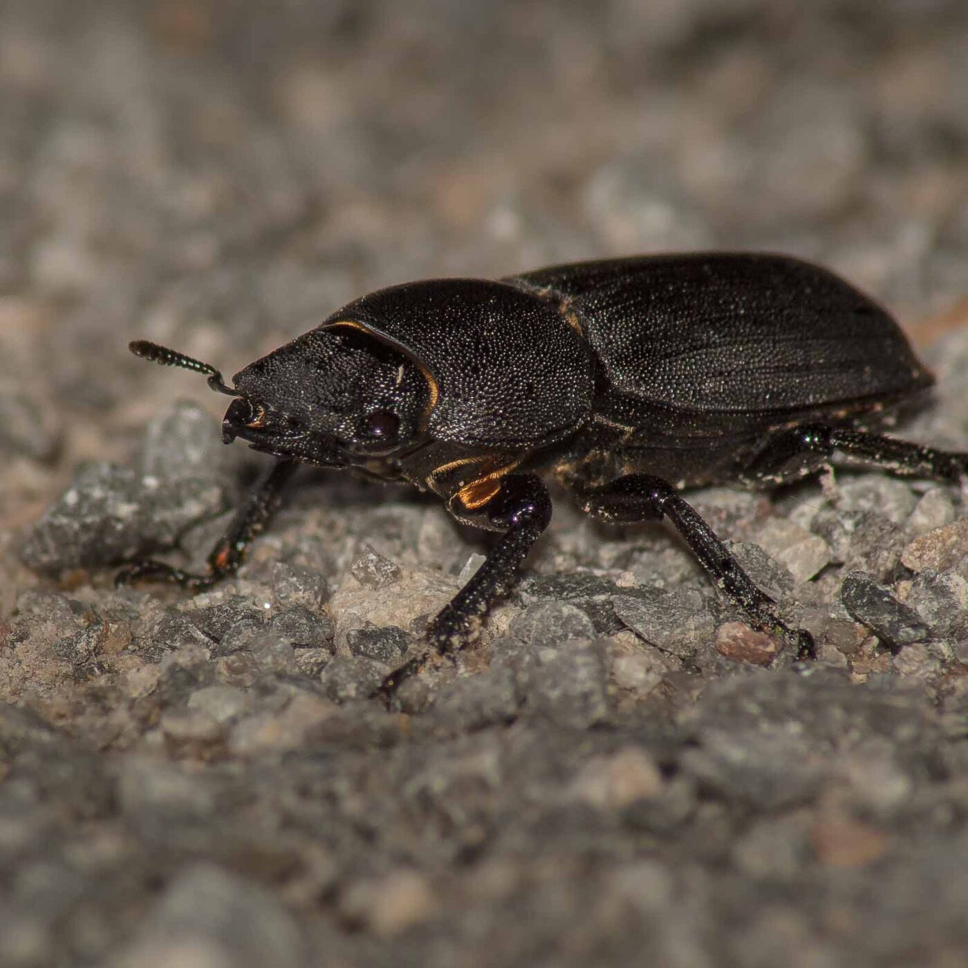 2017-05-28 - NSG Halde Pluto-Wilhelm HER-Wanne