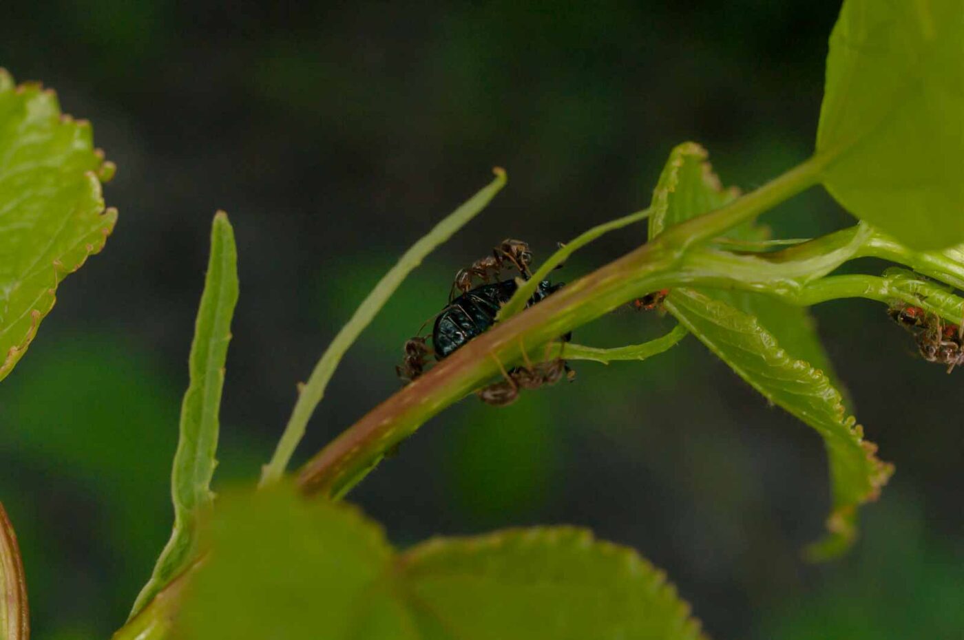 2017-05-28 - NSG Halde Pluto-Wilhelm HER-Wanne