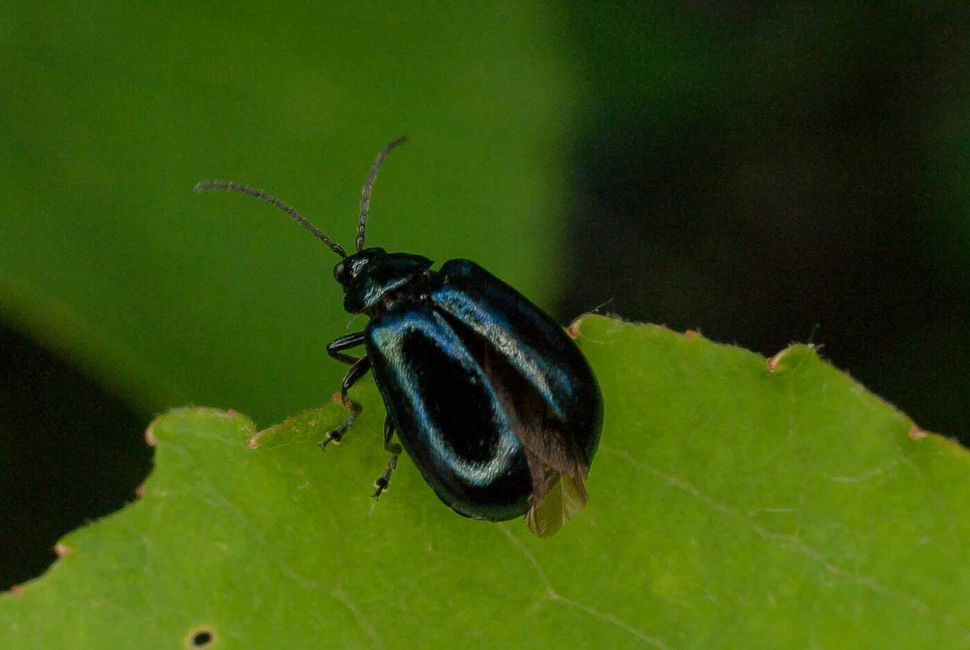 2017-05-28 - NSG Halde Pluto-Wilhelm HER-Wanne