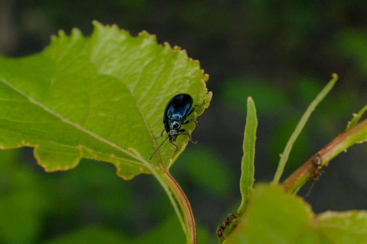 2017-05-28 - NSG Halde Pluto-Wilhelm HER-Wanne