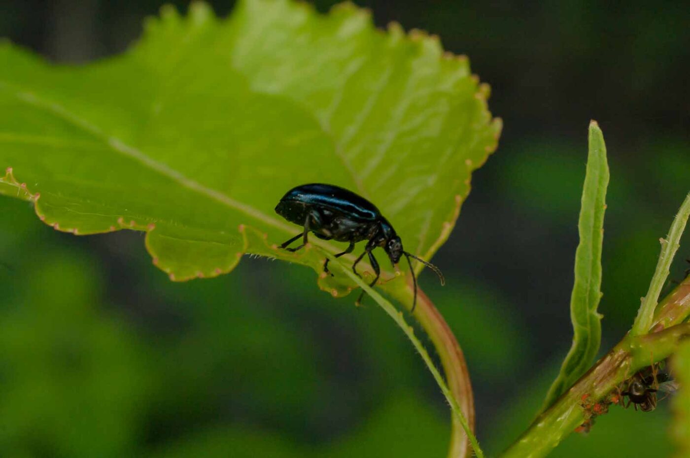 2017-05-28 - NSG Halde Pluto-Wilhelm HER-Wanne