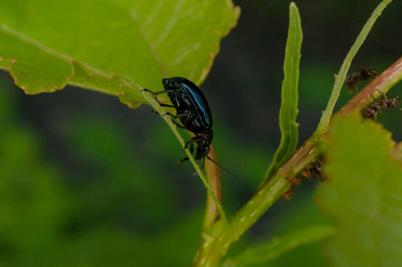 2017-05-28 - NSG Halde Pluto-Wilhelm HER-Wanne