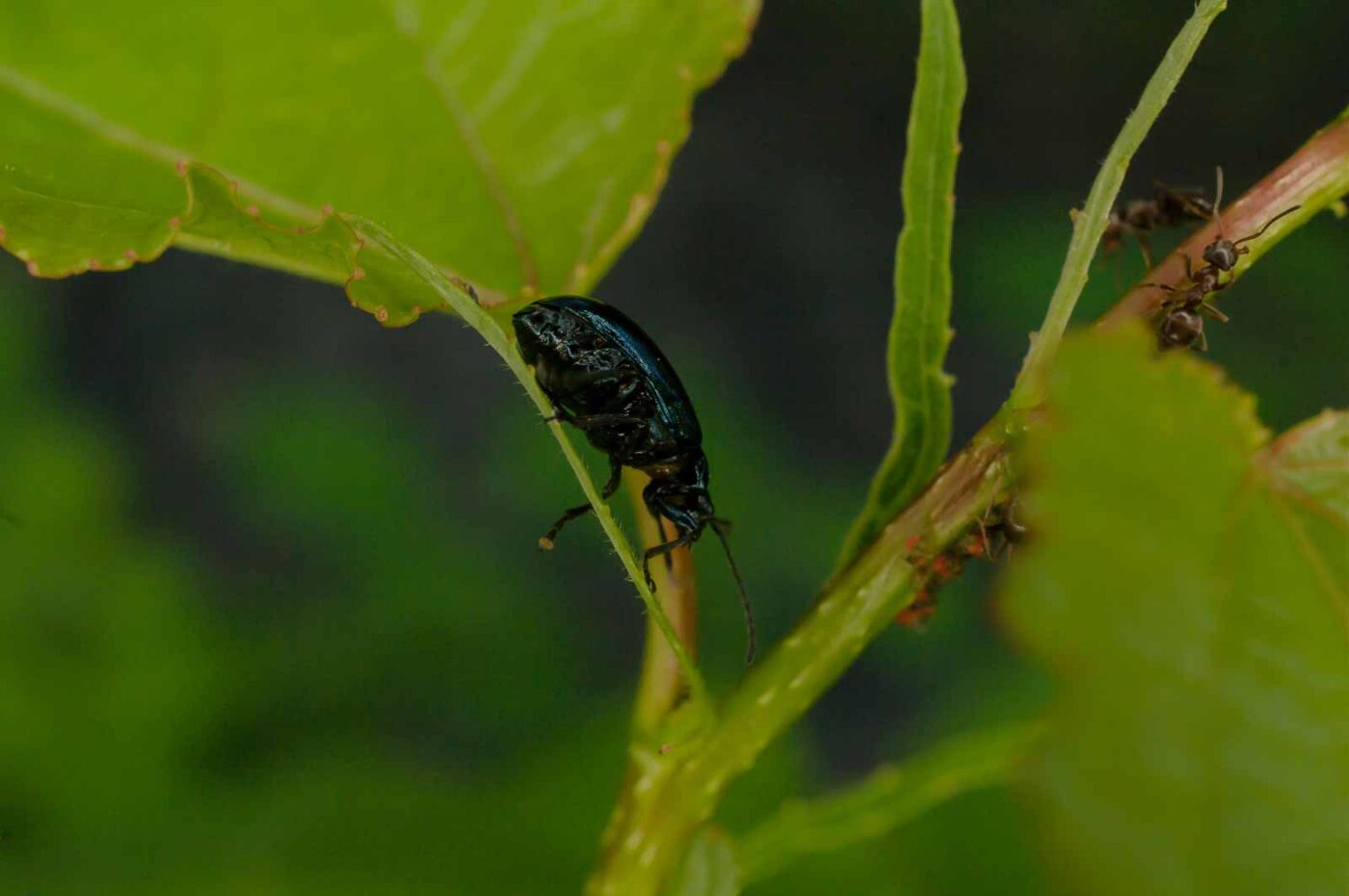 2017-05-28 - NSG Halde Pluto-Wilhelm HER-Wanne