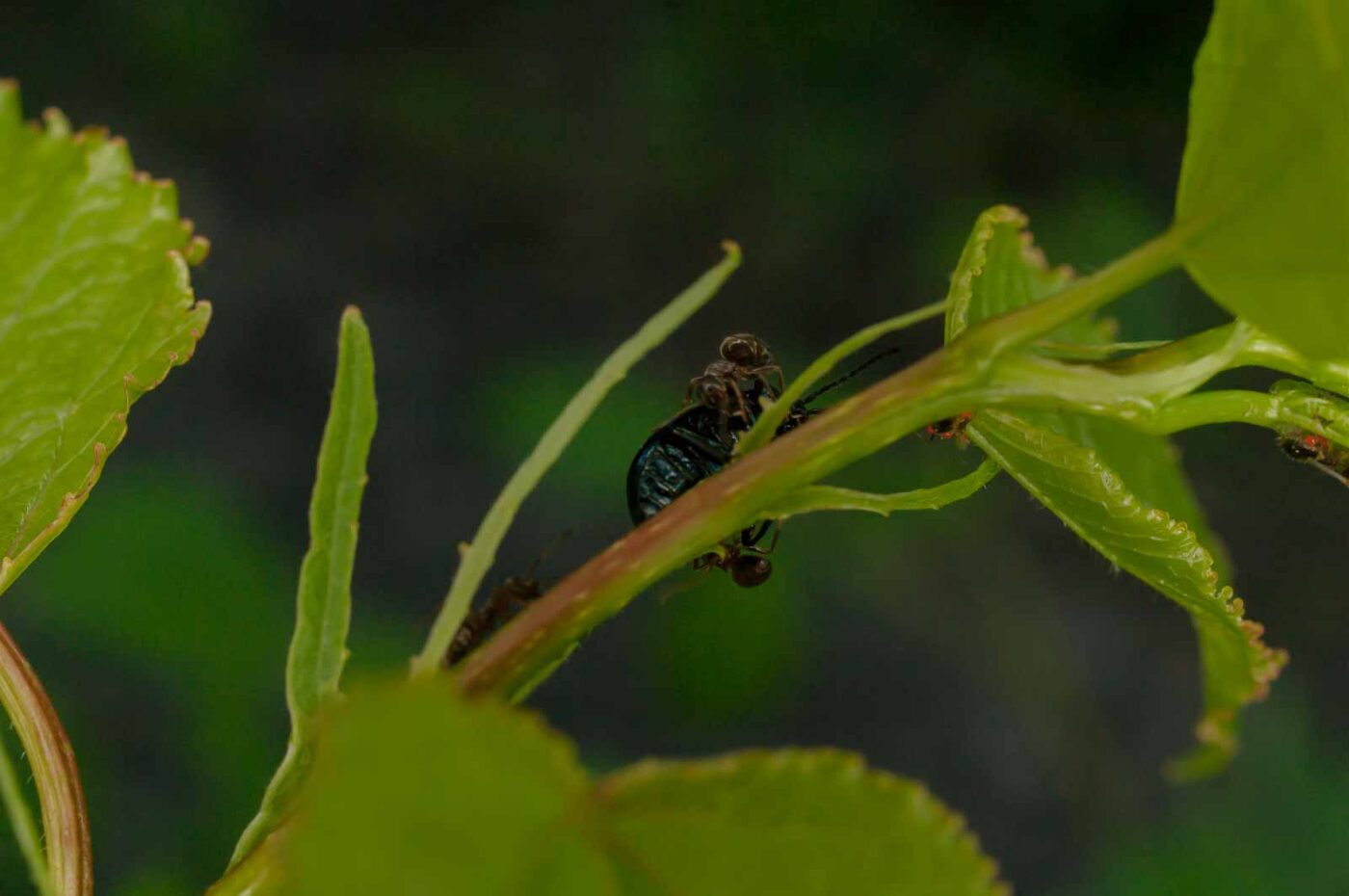 2017-05-28 - NSG Halde Pluto-Wilhelm HER-Wanne
