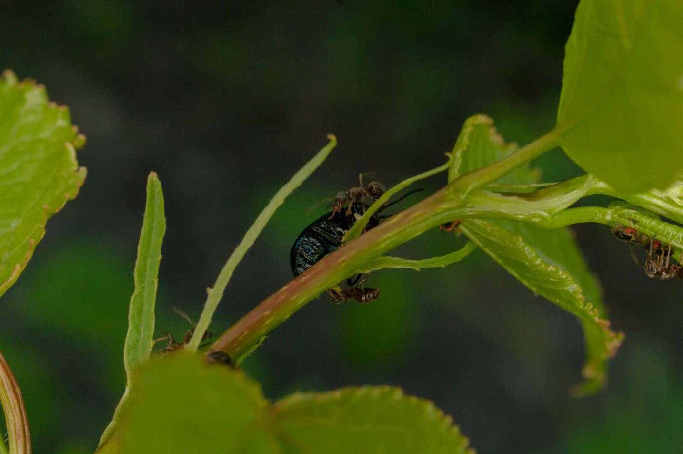 2017-05-28 - NSG Halde Pluto-Wilhelm HER-Wanne