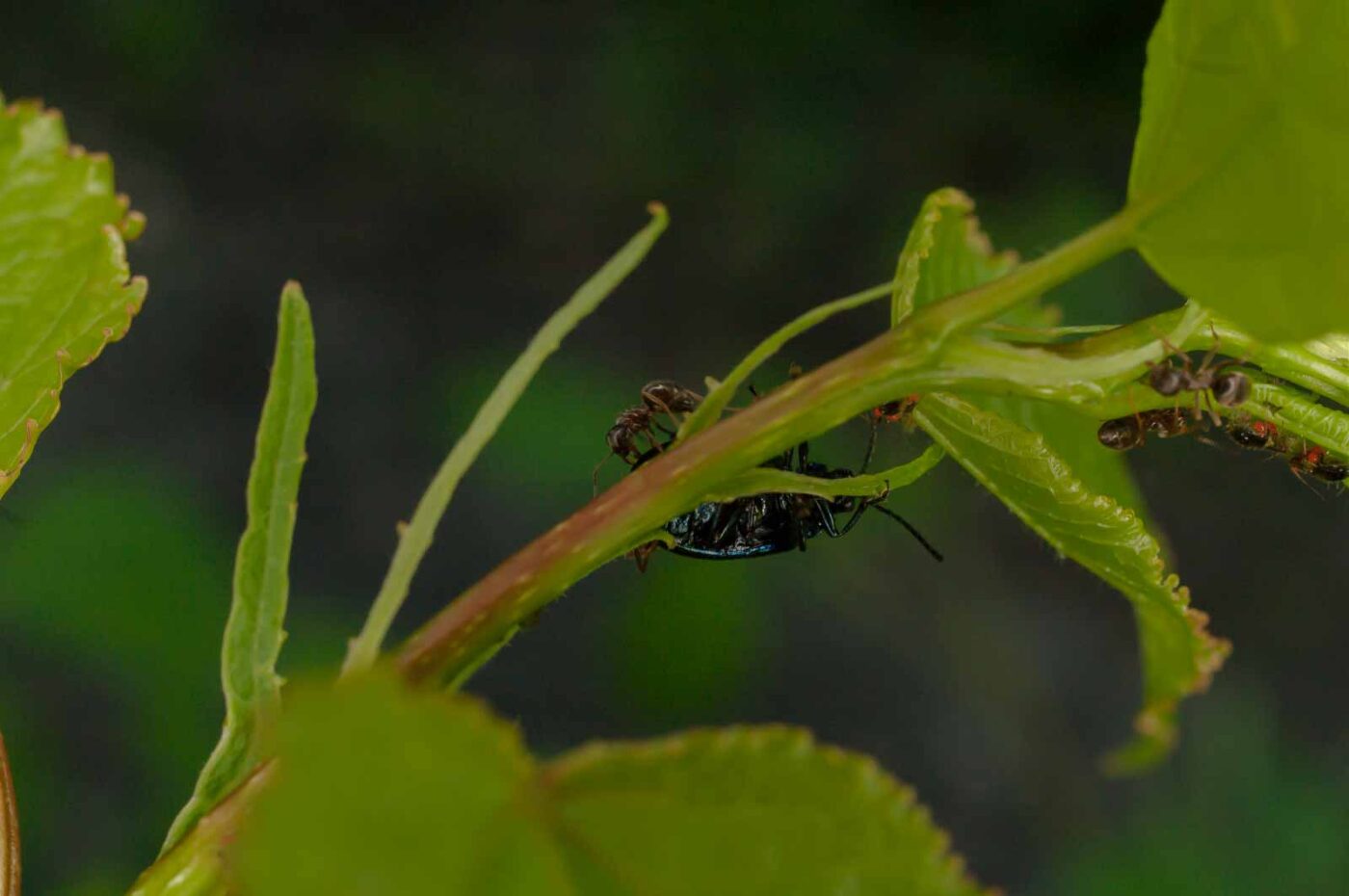 2017-05-28 - NSG Halde Pluto-Wilhelm HER-Wanne