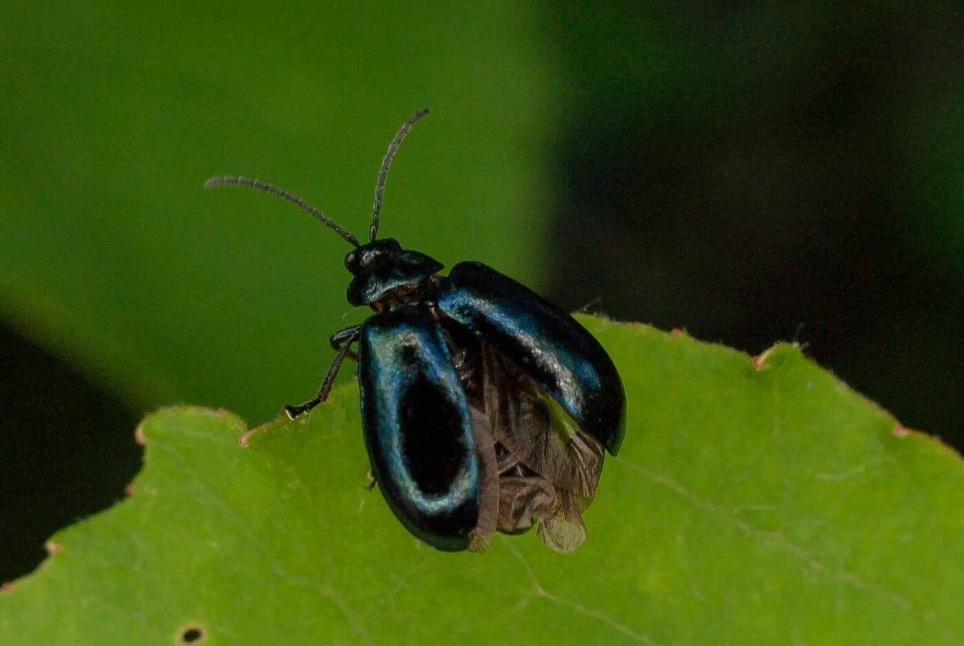 2017-05-28 - NSG Halde Pluto-Wilhelm HER-Wanne