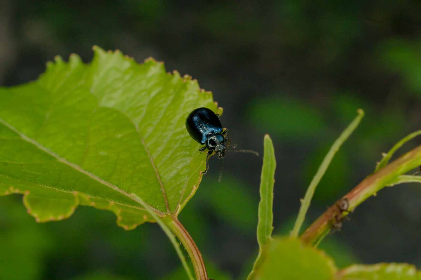 2017-05-28 - NSG Halde Pluto-Wilhelm HER-Wanne