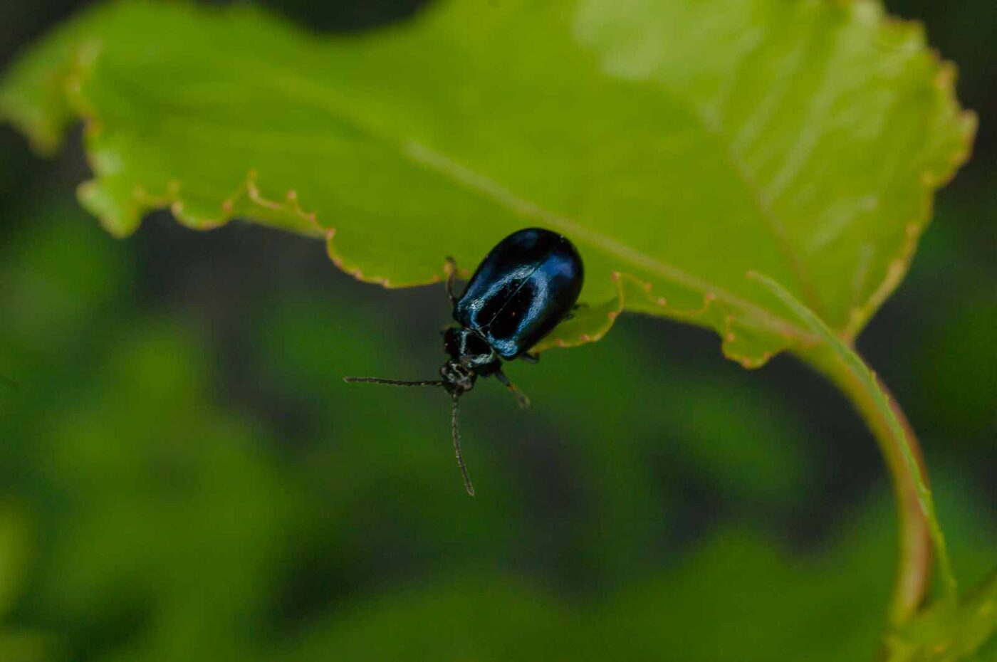 2017-05-28 - NSG Halde Pluto-Wilhelm HER-Wanne