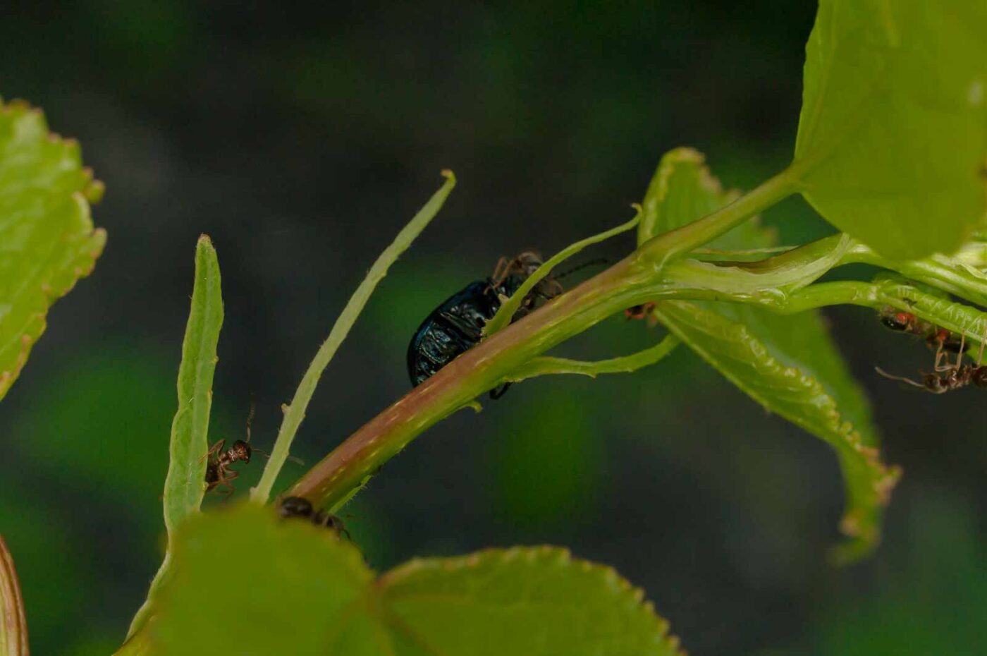 2017-05-28 - NSG Halde Pluto-Wilhelm HER-Wanne