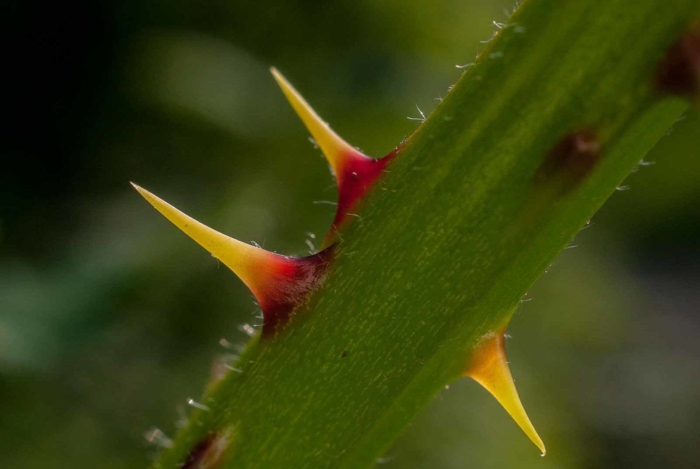 2017-05-28 - NSG Halde Pluto-Wilhelm HER-Wanne