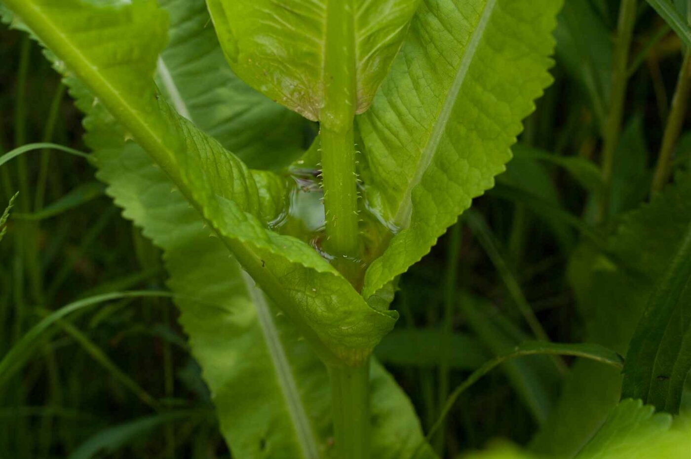2017-05-28 - NSG Halde Pluto-Wilhelm HER-Wanne