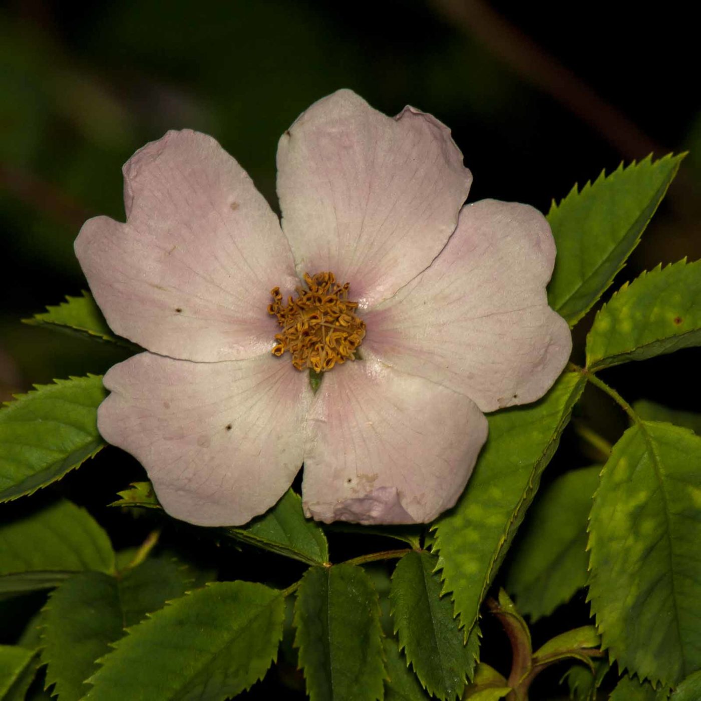 2017-05-28 - NSG Halde Pluto-Wilhelm HER-Wanne