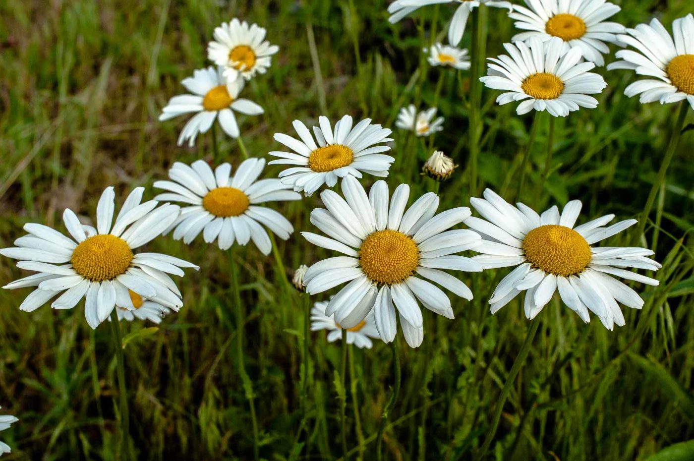 2017-05-28 - NSG Halde Pluto-Wilhelm HER-Wanne