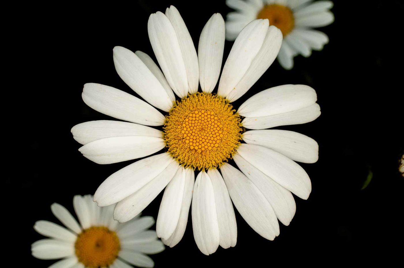 2017-05-28 - NSG Halde Pluto-Wilhelm HER-Wanne