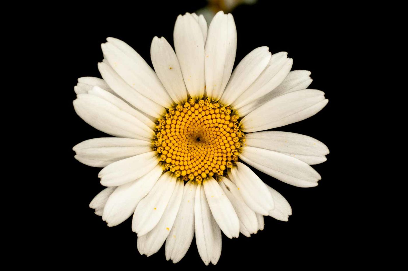 2017-05-28 - NSG Halde Pluto-Wilhelm HER-Wanne