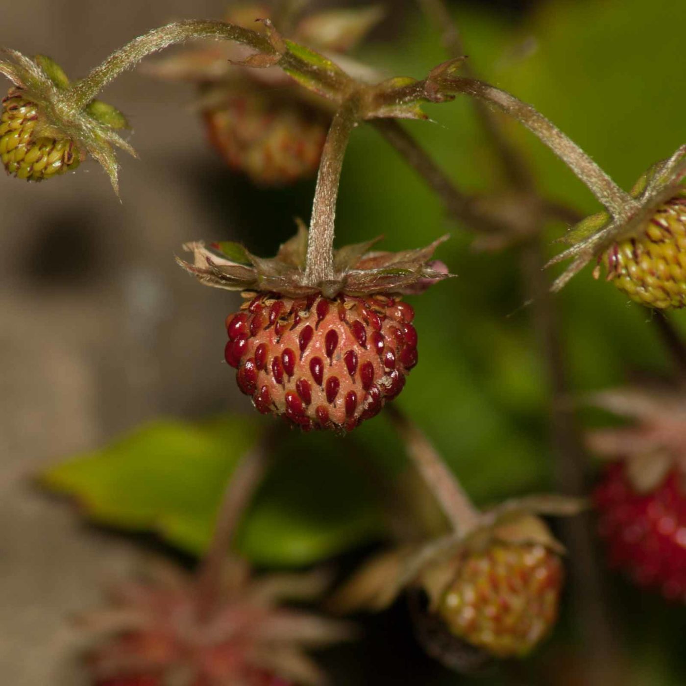2017-05-28 - NSG Halde Pluto-Wilhelm HER-Wanne