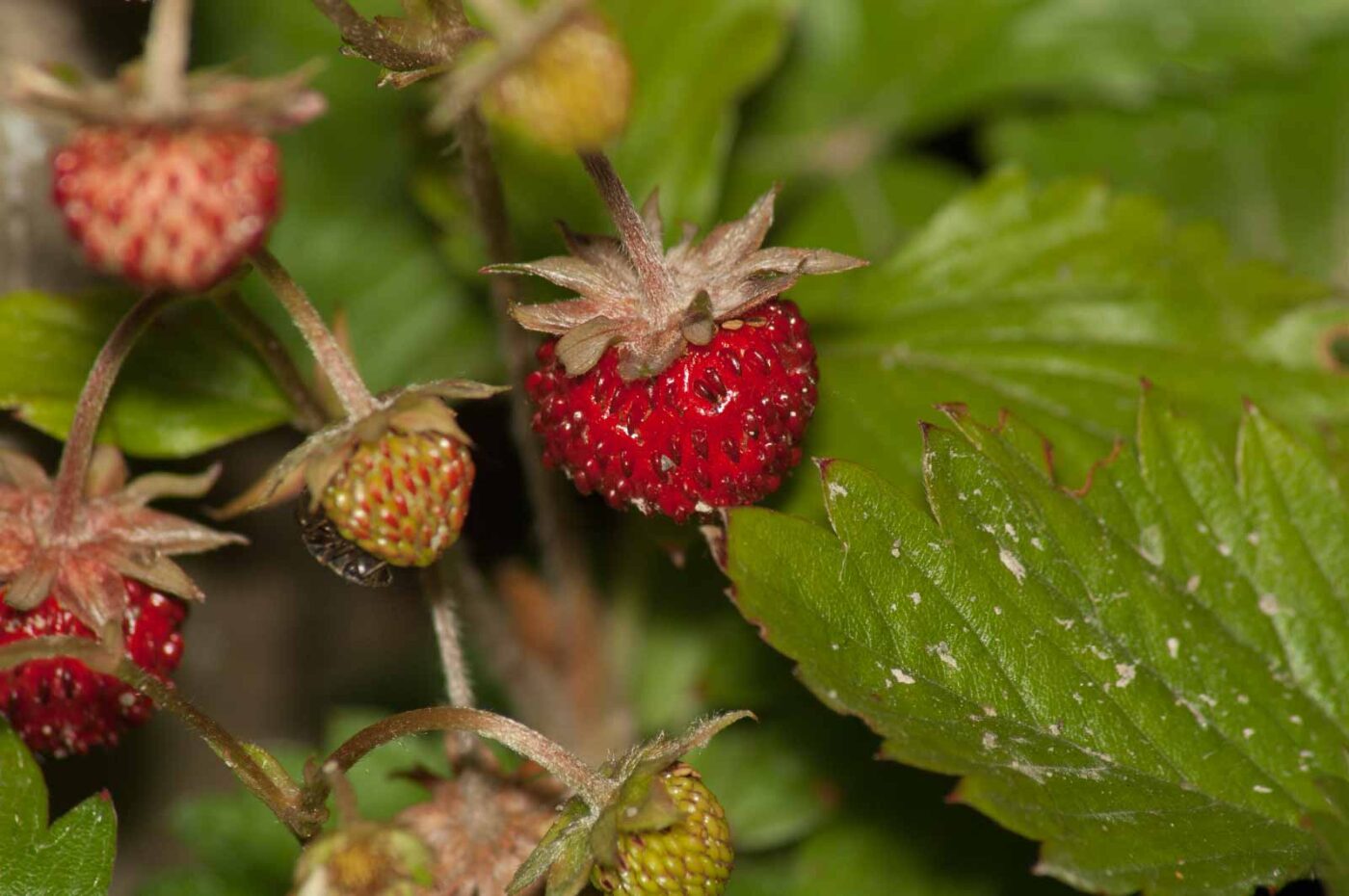 2017-05-28 - NSG Halde Pluto-Wilhelm HER-Wanne